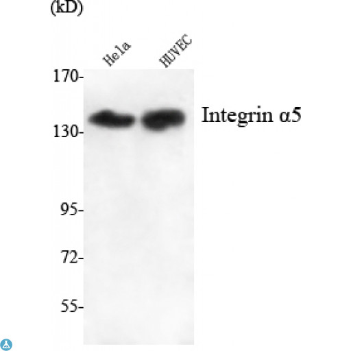 ITGA5/Integrin Alpha 5/CD49e Antibody - Western Blot (WB) analysis using Integrin alpha5 Monoclonal Antibody against HeLa, HuvEc cell lysate.