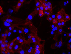 ITGA6/Integrin Alpha 6/CD49f Antibody - MDA-MB-231 breast cancer cells were stained with anti-CD49f (clone GoH3) followed by DyLight 649 Goat anti-rat Ig secondary antibody (red), plus DAPI staining for nuclei (blue). Images were taken under 20x bin4 (Filter set: EX647/10x, Dichroic 665LP, EM 700/70x) at exposure 4s. Data provided by Er Liu and John Nolan, La Jolla Institute for Bioengineering.