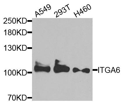 ITGA6/Integrin Alpha 6/CD49f Antibody - Western blot analysis of extracts of various cells.