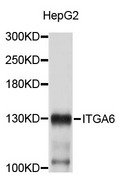 ITGA6/Integrin Alpha 6/CD49f Antibody - Western blot analysis of extracts of HepG2 cells.