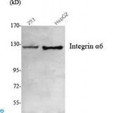 ITGA6/Integrin Alpha 6/CD49f Antibody - Western Blot (WB) analysis using Integrin alpha6 Monoclonal Antibody against 293, HepG2 cell lysate.