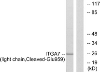 ITGA7 / Integrin Alpha 7 Antibody - Western blot of extracts from COS7 cells, treated with etoposide 25 uM 1h, using ITGA7 (light chain, Cleaved-Glu959) Antibody. The lane on the right is treated with the synthesized peptide.