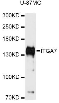 ITGA7 / Integrin Alpha 7 Antibody - Western blot analysis of extracts of U-87MG cells, using ITGA7 antibody at 1:3000 dilution. The secondary antibody used was an HRP Goat Anti-Rabbit IgG (H+L) at 1:10000 dilution. Lysates were loaded 25ug per lane and 3% nonfat dry milk in TBST was used for blocking. An ECL Kit was used for detection and the exposure time was 90s.