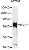 ITGA7 / Integrin Alpha 7 Antibody - Western blot analysis of extracts of U-87MG cells, using ITGA7 antibody at 1:3000 dilution. The secondary antibody used was an HRP Goat Anti-Rabbit IgG (H+L) at 1:10000 dilution. Lysates were loaded 25ug per lane and 3% nonfat dry milk in TBST was used for blocking. An ECL Kit was used for detection and the exposure time was 90s.