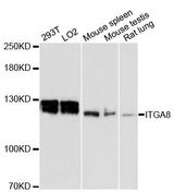 ITGA8 / Integrin Alpha 8 Antibody - Western blot analysis of extracts of various cell lines, using ITGA8 antibody at 1:3000 dilution. The secondary antibody used was an HRP Goat Anti-Rabbit IgG (H+L) at 1:10000 dilution. Lysates were loaded 25ug per lane and 3% nonfat dry milk in TBST was used for blocking. An ECL Kit was used for detection and the exposure time was 10s.