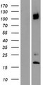 ITGA8 / Integrin Alpha 8 Protein - Western validation with an anti-DDK antibody * L: Control HEK293 lysate R: Over-expression lysate