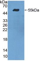 ITGA9 / Integrin Alpha 9 Antibody - Western Blot; Sample: Recombinant ITGa9, Human.