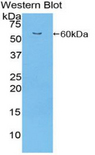 ITGA9 / Integrin Alpha 9 Antibody - Western blot of recombinant ITGA9 / Integrin Alpha 9.  This image was taken for the unconjugated form of this product. Other forms have not been tested.