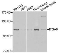 ITGA9 / Integrin Alpha 9 Antibody - Western blot analysis of extracts of various cells.
