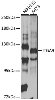 ITGA9 / Integrin Alpha 9 Antibody - Western blot analysis of extracts of various cell lines, using ITGA9 antibody at 1:1000 dilution. The secondary antibody used was an HRP Goat Anti-Rabbit IgG (H+L) at 1:10000 dilution. Lysates were loaded 25ug per lane and 3% nonfat dry milk in TBST was used for blocking. An ECL Kit was used for detection and the exposure time was 90s.