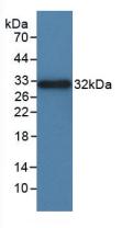 ITGAD / CD11d Antibody - Western Blot; Sample: Recombinant ITGaD, Rat.
