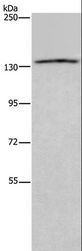 ITGAE / CD103 Antibody - Western blot analysis of LoVo cell, using ITGAE Polyclonal Antibody at dilution of 1:550.