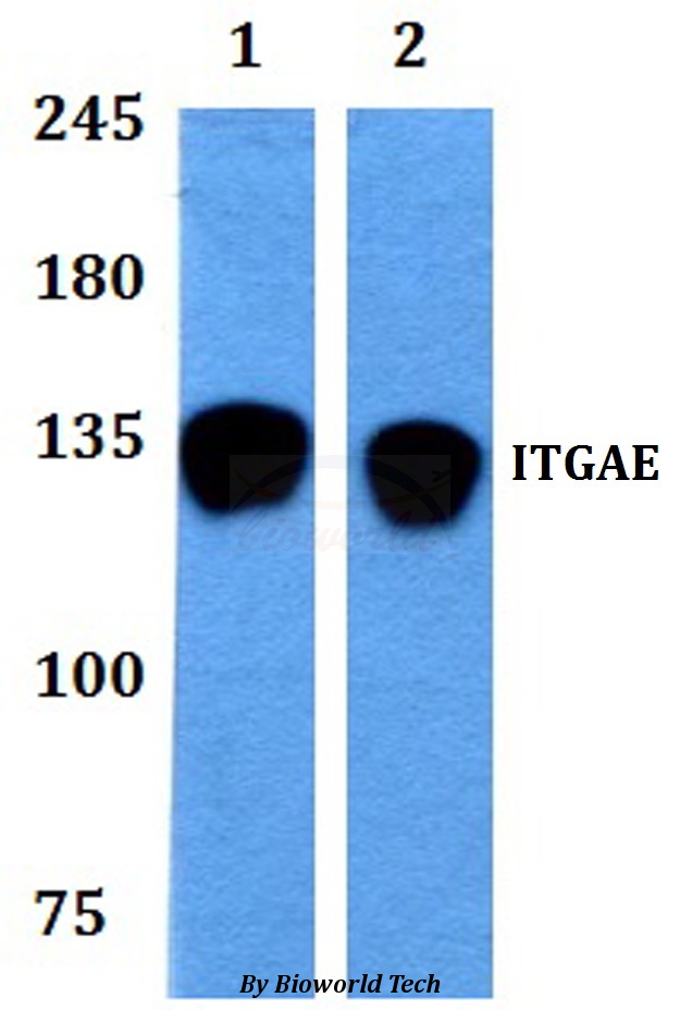 ITGAE / CD103 Antibody - Western blot of ITGAE antibody at 1:500 dilution. Lane 1: HEK293T whole cell lysate.