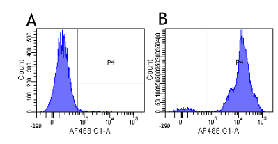 ITGAL / CD11a Antibody - Flow-cytometry on human lymphocytes.