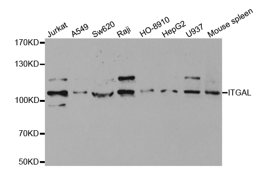 ITGAL / CD11a Antibody - Western blot analysis of extracts of various cell lines.