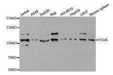 ITGAL / CD11a Antibody - Western blot analysis of extracts of various cell lines.