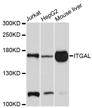 ITGAL / CD11a Antibody - Western blot analysis of extracts of various cell lines, using ITGAL antibody at 1:1000 dilution. The secondary antibody used was an HRP Goat Anti-Rabbit IgG (H+L) at 1:10000 dilution. Lysates were loaded 25ug per lane and 3% nonfat dry milk in TBST was used for blocking. An ECL Kit was used for detection and the exposure time was 60s.