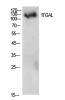 ITGAL / CD11a Antibody - Western Blot analysis of extracts from 293 cells using ITGAL Antibody.