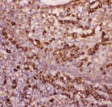 ITGAM / CD11b Antibody - CD11b antibody IHC-paraffin: Human Tonsil Tissue.