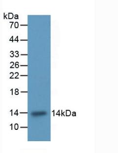 ITGAM / CD11b Antibody - Western Blot; Sample: Recombinant ITGaM, Rat.