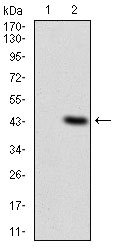 ITGAM / CD11b Antibody - Western blot using ITGAM monoclonal antibody against HEK293 (1) and ITGAM (AA: 623-728)-hIgGFc transfected HEK293 (2) cell lysate.
