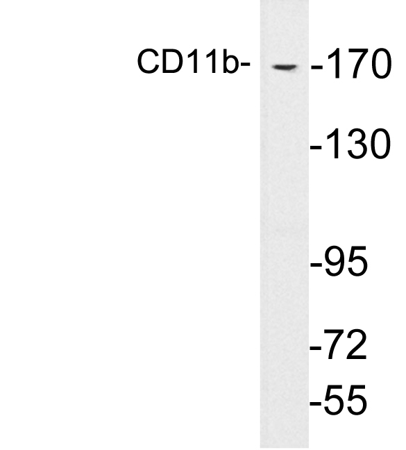 ITGAM / CD11b Antibody - Western blot analysis of lysates from RAW264.7 cells, using CD11b antibody.