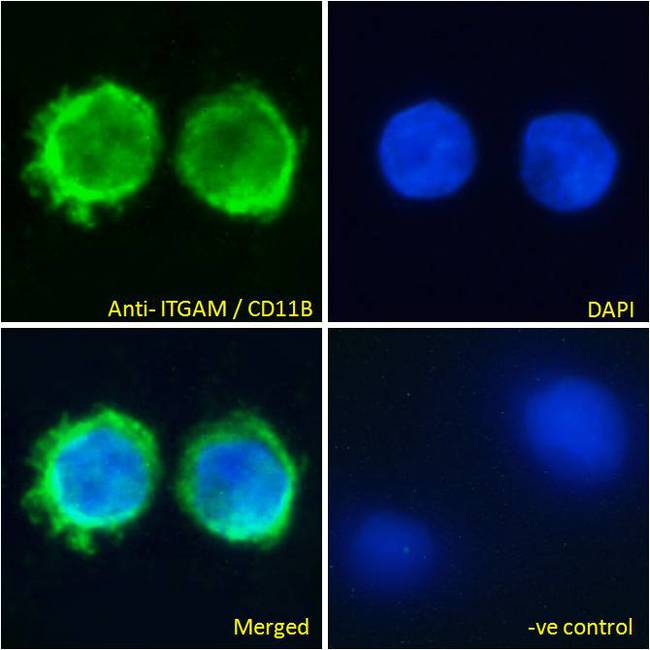ITGAM / CD11b Antibody - ITGAM / CD11b antibody immunofluorescence analysis of paraformaldehyde fixed U937 cells, permeabilized with 0.15% Triton. Primary incubation 1hr (10ug/ml) followed by Alexa Fluor 488 secondary antibody (4ug/ml), showing cytoplasmic staining. The nuclear stain is DAPI (blue). Negative control: Unimmunized goat IgG (10ug/ml) followed by Alexa Fluor 488 secondary antibody (2ug/ml).