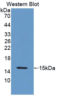 ITGAM / CD11b Antibody - Western Blot; Sample: Recombinant protein.