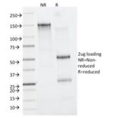 ITGAM / CD11b Antibody - SDS-PAGE Analysis of Purified, BSA-Free CD11b Antibody (clone M1/70). Confirmation of Integrity and Purity of the Antibody.