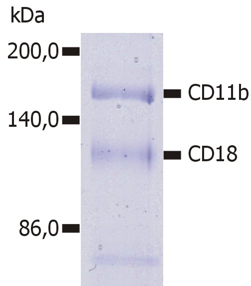 ITGAM / CD11b Antibody - Immunoprecipitation of human CD11b/CD18 heterodimer from the lysate of washed PBMC isolated from healthy donor.  Lysate was subjected to affinity column chromatography using anti-human CD11b (MEM-174) immunosorbent. Eluted immunoprecipitate was resolved on 7.5% SDS-PAGE and stained with Coomasie Blue.
