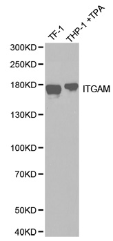 ITGAM / CD11b Antibody - Western blot analysis of extracts of various cell lines, using ITGAM antibody.