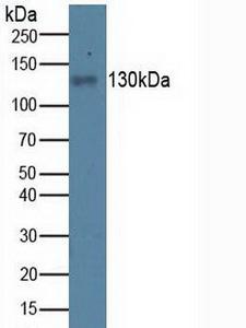 ITGAV/Integrin Alpha V/CD51 Antibody - Western Blot; Sample:Porcine Kidney Tissue.