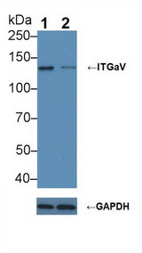 ITGAV/Integrin Alpha V/CD51 Antibody - Knockout Varification: Lane 1: Wild-type A549 cell lysate; Lane 2: ITGaV knockout A549 cell lysate; Predicted MW: 116kDa Observed MW: 130kDa Primary Ab: 4µg/ml Rabbit Anti-Human ITGaV Antibody Second Ab: 0.2µg/mL HRP-Linked Caprine Anti-Rabbit IgG Polyclonal Antibody