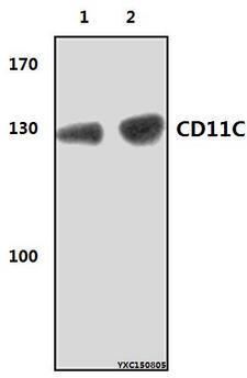 ITGAX / CD11c Antibody - Western blot of CD11C (8E3) mAb at 1:2000 dilution. Lane 1: MCF-7 whole cell lysate (40 ug). Lane 2: HepG2 whole cell lysate (40 ug).