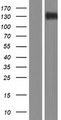 ITGAX / CD11c Protein - Western validation with an anti-DDK antibody * L: Control HEK293 lysate R: Over-expression lysate