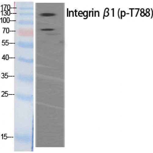 ITGB1 / Integrin Beta 1 / CD29 Antibody - Western blot of Phospho-Integrin beta1 (T788) antibody