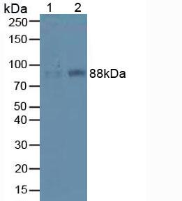ITGB1 / Integrin Beta 1 / CD29 Antibody - Western Blot; Sample: Lane1: Mouse Liver Tissue; Lane2: Mouse Lung Tissue.