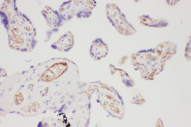 ITGB1 / Integrin Beta 1 / CD29 Antibody - ITGB1 antibody IHC-paraffin: Human Placenta Tissue.