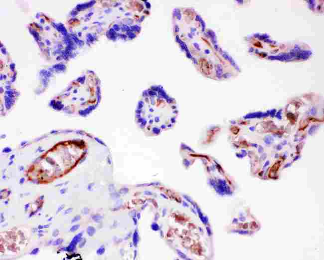 ITGB1 / Integrin Beta 1 / CD29 Antibody - Anti-ITGB1 Picoband antibody, IHC(P): Human Placenta Tissue