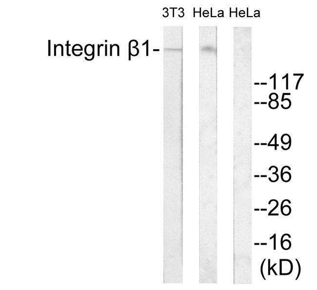 ITGB1 / Integrin Beta 1 / CD29 Antibody - Western blot analysis of lysates from 3T3 and HeLa cells, treated with H2O2 100uM 30', using Integrin beta1 Antibody. The lane on the right is blocked with the synthesized peptide.