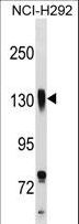 ITGB1 / Integrin Beta 1 / CD29 Antibody - ITGB1 Antibody western blot of NCI-H292 cell line lysates (35 ug/lane). The ITGB1 antibody detected the ITGB1 protein (arrow).
