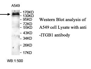 ITGB1 / Integrin Beta 1 / CD29 Antibody