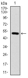 ITGB1 / Integrin Beta 1 / CD29 Antibody - Western blot using ITGB1 monoclonal antibody against human ITGB1 (AA: 50-270) recombinant protein. (Expected MW is 50.6 kDa)