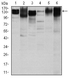 ITGB1 / Integrin Beta 1 / CD29 Antibody - Western blot using ITGB1 mouse monoclonal antibody against HeLa (1), HepG2 (2), A549 (3), Jurkat(4), L1210 (5) and Cos7 (6) cell lysate.