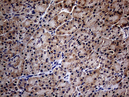 ITGB1 / Integrin Beta 1 / CD29 Antibody - Immunohistochemical staining of paraffin-embedded Human pancreas tissue within the normal limits using anti-ITGB1 mouse monoclonal antibody. (Heat-induced epitope retrieval by 1mM EDTA in 10mM Tris buffer. (pH8.5) at 120°C for 3 min. (1:150)