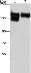 ITGB1 / Integrin Beta 1 / CD29 Antibody - Western blot analysis of A172 cell and human leiomyosarcoma tissue, using ITGB1 Polyclonal Antibody at dilution of 1:287.5.