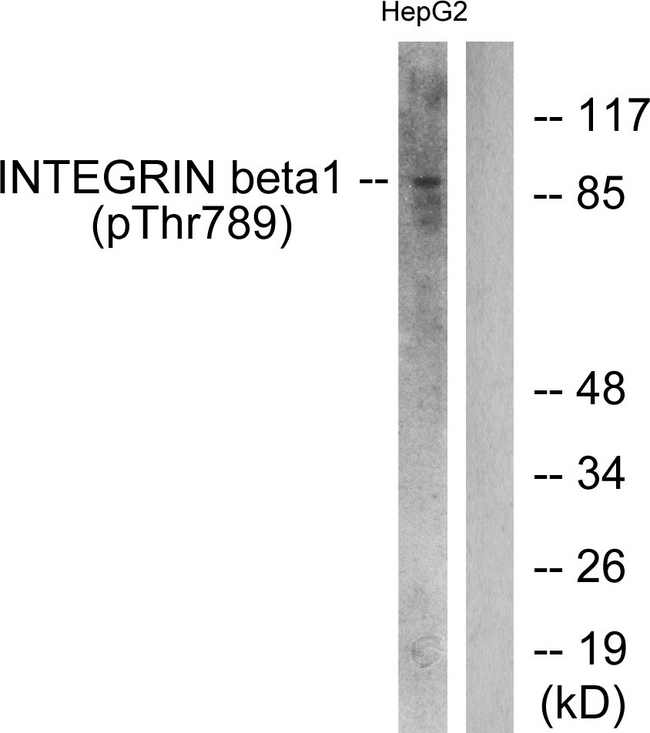 ITGB1 / Integrin Beta 1 / CD29 Antibody - Western blot analysis of lysates from HepG2 cells treated with Ca2+ 40uM 30', using Integrin beta1 (Phospho-Thr789) Antibody. The lane on the right is blocked with the phospho peptide.