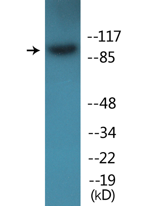 ITGB1 / Integrin Beta 1 / CD29 Antibody - Western blot analysis of lysates from HepG2 cells treated with Ca2+ 40uM 30', using Integrin beta1 (Phospho-Thr789) Antibody.