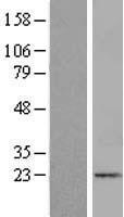 ITGB1BP1 / ICAP1 Protein - Western validation with an anti-DDK antibody * L: Control HEK293 lysate R: Over-expression lysate