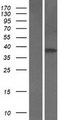 ITGB1BP2 / MELUSIN Protein - Western validation with an anti-DDK antibody * L: Control HEK293 lysate R: Over-expression lysate